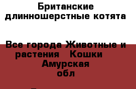 Британские длинношерстные котята - Все города Животные и растения » Кошки   . Амурская обл.,Благовещенск г.